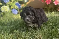 Silver Girl, a female Poodle - Miniature  for sale in Seymour, MO – Photo 1 of 6