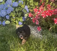 Silver Girl, a female Poodle - Miniature  for sale in Seymour, MO – Photo 3 of 6