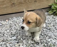 Molly, a female Pembroke Welsh Corgi for sale in Seymour, MO – 4 of 5