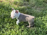 Sapphire, a female Boston Terrier for sale in Seymour, MO – 6 of 6
