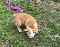 Roscoe, a male Boston Terrier for sale in Seymour, MO – Photo 2 of 6