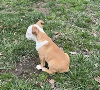 Roscoe, a male Boston Terrier for sale in Seymour, MO – Photo 6 of 6