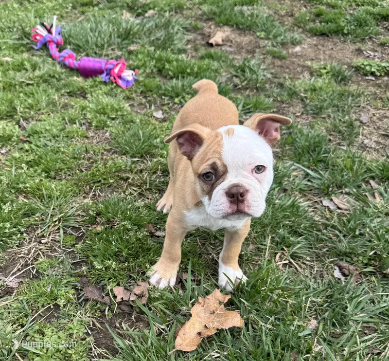 Roscoe – Boston Terrier puppy for sale in Seymour, MO