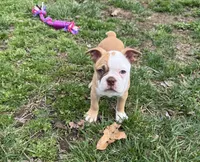 Roscoe, a male Boston Terrier for sale in Seymour, MO – Photo 3 of 6