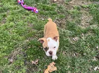 Roscoe, a male Boston Terrier for sale in Seymour, MO – Photo 5 of 6