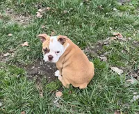 Roscoe, a male Boston Terrier for sale in Seymour, MO – Photo 4 of 6