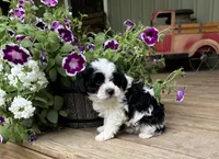 Victor, a male Yorkipoo for sale in Seymour, MO – 2 of 4