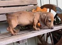 Roby, a male Dachshund for sale in Seymour, MO – 3 of 4