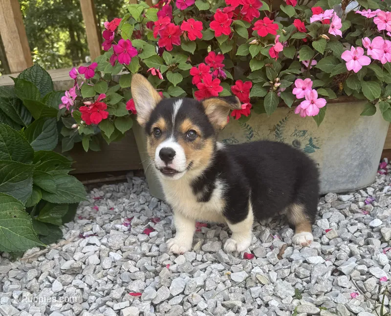 Hogan – Pembroke Welsh Corgi puppy for sale in Seymour, MO