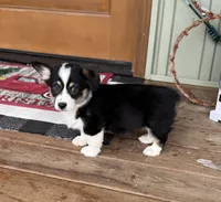 Faith, a female Cardigan Welsh Corgi and Pembroke Welsh Corgi for sale in Seymour, MO – Photo 7 of 7