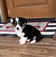 Faith, a female Cardigan Welsh Corgi and Pembroke Welsh Corgi for sale in Seymour, MO – Photo 1 of 7