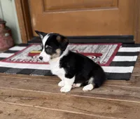 Faith, a female Cardigan Welsh Corgi and Pembroke Welsh Corgi for sale in Seymour, MO – Photo 2 of 7