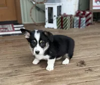 Faith, a female Cardigan Welsh Corgi and Pembroke Welsh Corgi for sale in Seymour, MO – Photo 6 of 7