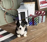 Faith, a female Cardigan Welsh Corgi and Pembroke Welsh Corgi for sale in Seymour, MO – Photo 4 of 7