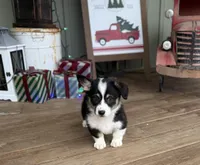 Faith, a female Cardigan Welsh Corgi and Pembroke Welsh Corgi for sale in Seymour, MO – Photo 5 of 7