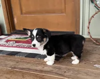 Faith, a female Cardigan Welsh Corgi and Pembroke Welsh Corgi for sale in Seymour, MO – Photo 3 of 7