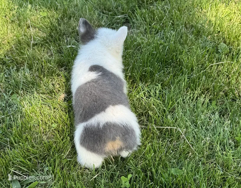 Hank, a male Pembroke Welsh Corgi for sale in Seymour, MO – 1 of 4