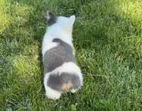 Hank, a male Pembroke Welsh Corgi for sale in Seymour, MO – 1 of 4