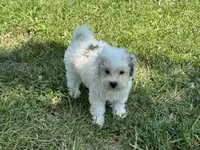 Max , a male Maltipoo for sale in Seymour, MO – 2 of 4