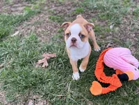 Romeo, a male Boston Terrier for sale in Seymour, MO – Photo 3 of 5