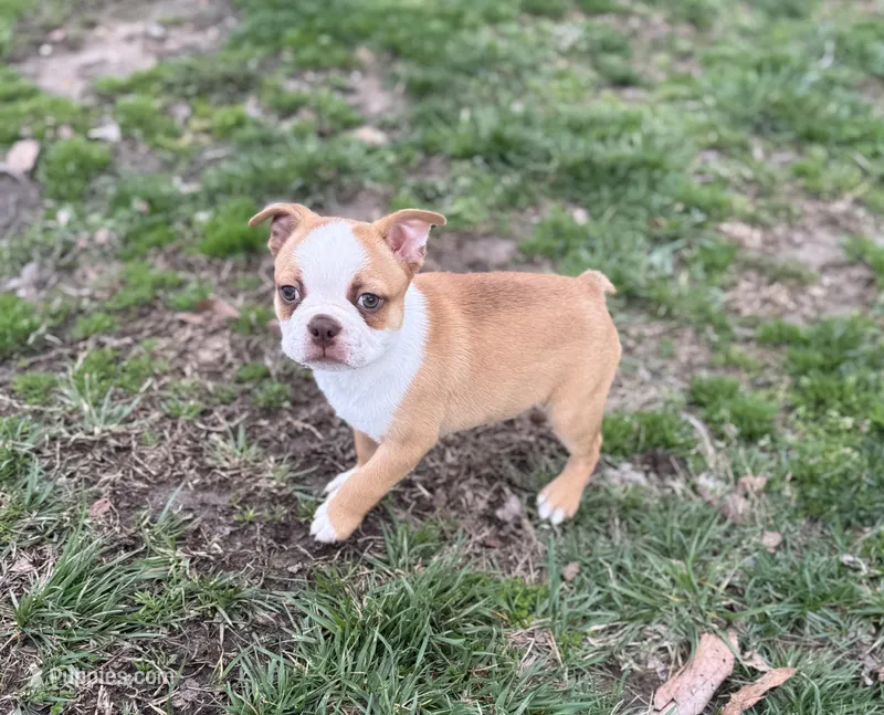Romeo – Boston Terrier puppy for sale in Seymour, MO