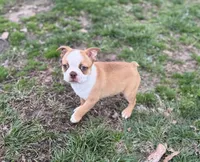 Romeo, a male Boston Terrier for sale in Seymour, MO – Photo 1 of 5