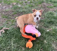 Romeo, a male Boston Terrier for sale in Seymour, MO – Photo 4 of 5