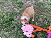 Romeo, a male Boston Terrier for sale in Seymour, MO – Photo 5 of 5