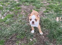 Romeo, a male Boston Terrier for sale in Seymour, MO – Photo 2 of 5