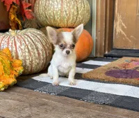 Pixie , a female Chihuahua for sale in Seymour, MO – 1 of 4