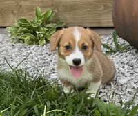 Ruby, a female Pembroke Welsh Corgi for sale in Seymour, MO – 5 of 6