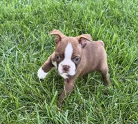 Ozzie, a male Boston Terrier for sale in Seymour, MO – 3 of 6