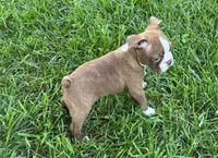Ozzie, a male Boston Terrier for sale in Seymour, MO – 2 of 6