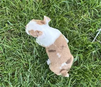Winston, a male Boston Terrier for sale in Seymour, MO – 5 of 5