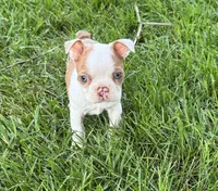 Winston, a male Boston Terrier for sale in Seymour, MO – 3 of 5