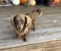 Dolly, a female Dachshund for sale in Seymour, MO – Photo 2 of 2