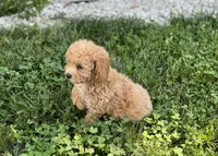 Ginger, a female Poodle - Miniature  for sale in Seymour, MO – Photo 7 of 9