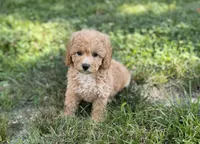 Ginger, a female Poodle - Miniature  for sale in Seymour, MO – Photo 1 of 9