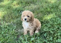 Ginger, a female Poodle - Miniature  for sale in Seymour, MO – Photo 5 of 9