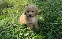 Ginger, a female Poodle - Miniature  for sale in Seymour, MO – Photo 2 of 9