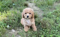 Ginger, a female Poodle - Miniature  for sale in Seymour, MO – Photo 8 of 9