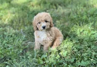 Ginger, a female Poodle - Miniature  for sale in Seymour, MO – Photo 3 of 9