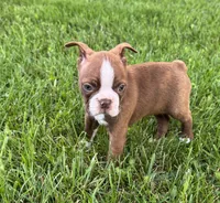 Ozzie, a male Boston Terrier for sale in Seymour, MO – 5 of 6