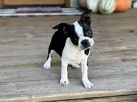 Trouble, a male Boston Terrier for sale in Seymour, MO – Photo 5 of 6