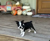 Trouble, a male Boston Terrier for sale in Seymour, MO – Photo 2 of 6