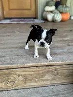 Trouble, a male Boston Terrier for sale in Seymour, MO – Photo 4 of 6