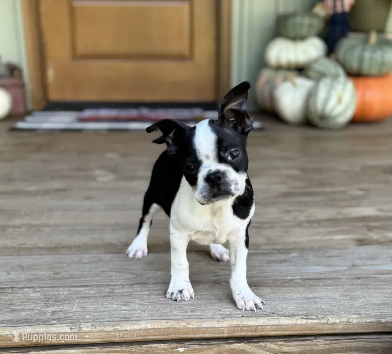 Trouble, a male Boston Terrier for sale in Seymour, MO – Photo 1 of 6
