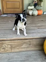 Trouble, a male Boston Terrier for sale in Seymour, MO – Photo 3 of 6