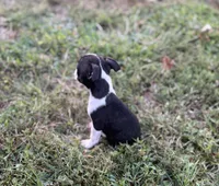 Phil, a male Boston Terrier for sale in Seymour, MO – Photo 5 of 9