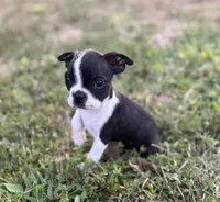 Phil, a male Boston Terrier for sale in Seymour, MO – Photo 1 of 9